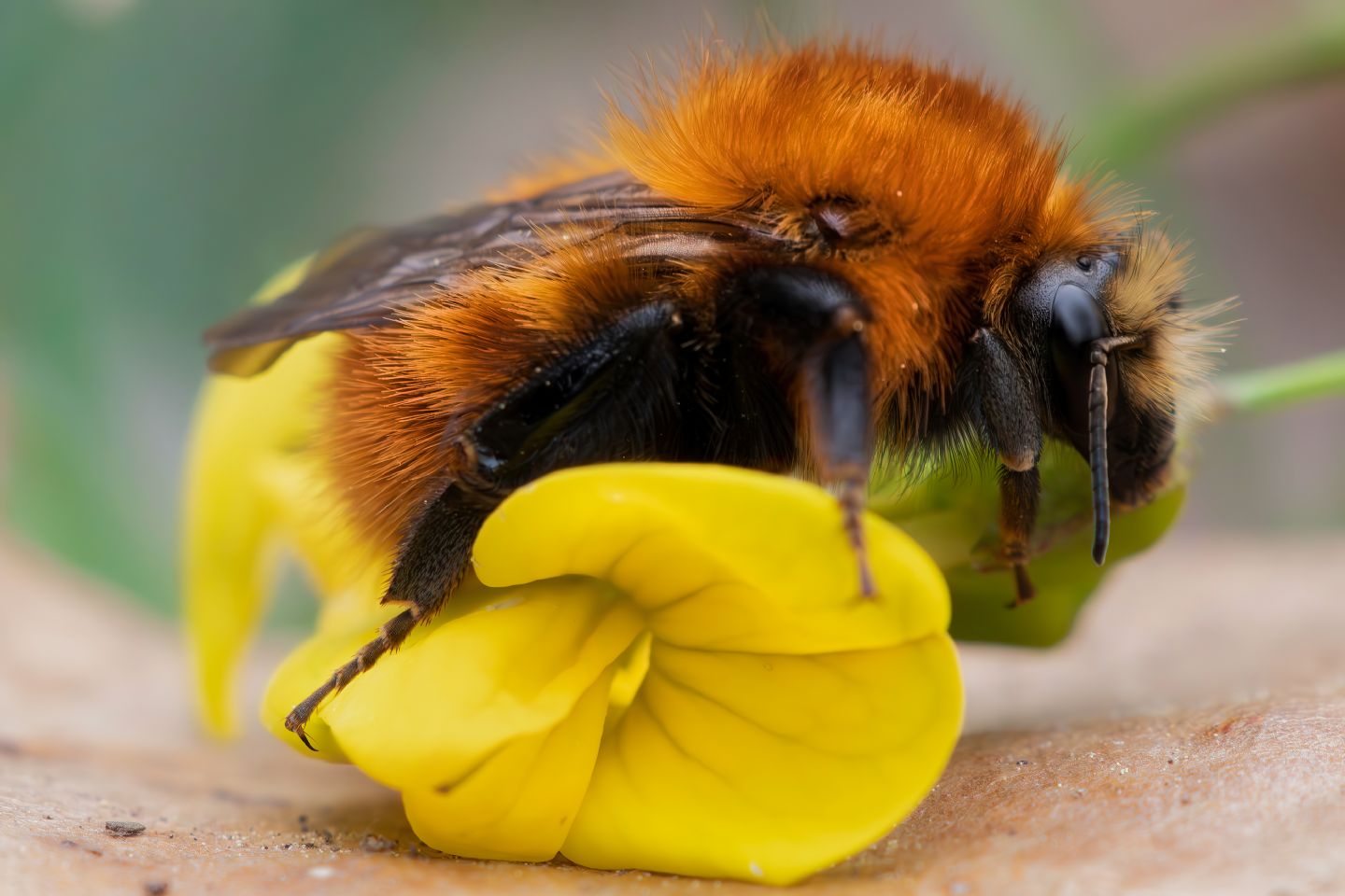 Apidae - Bombus pascuorum o forse dovrei dire Pasquorum